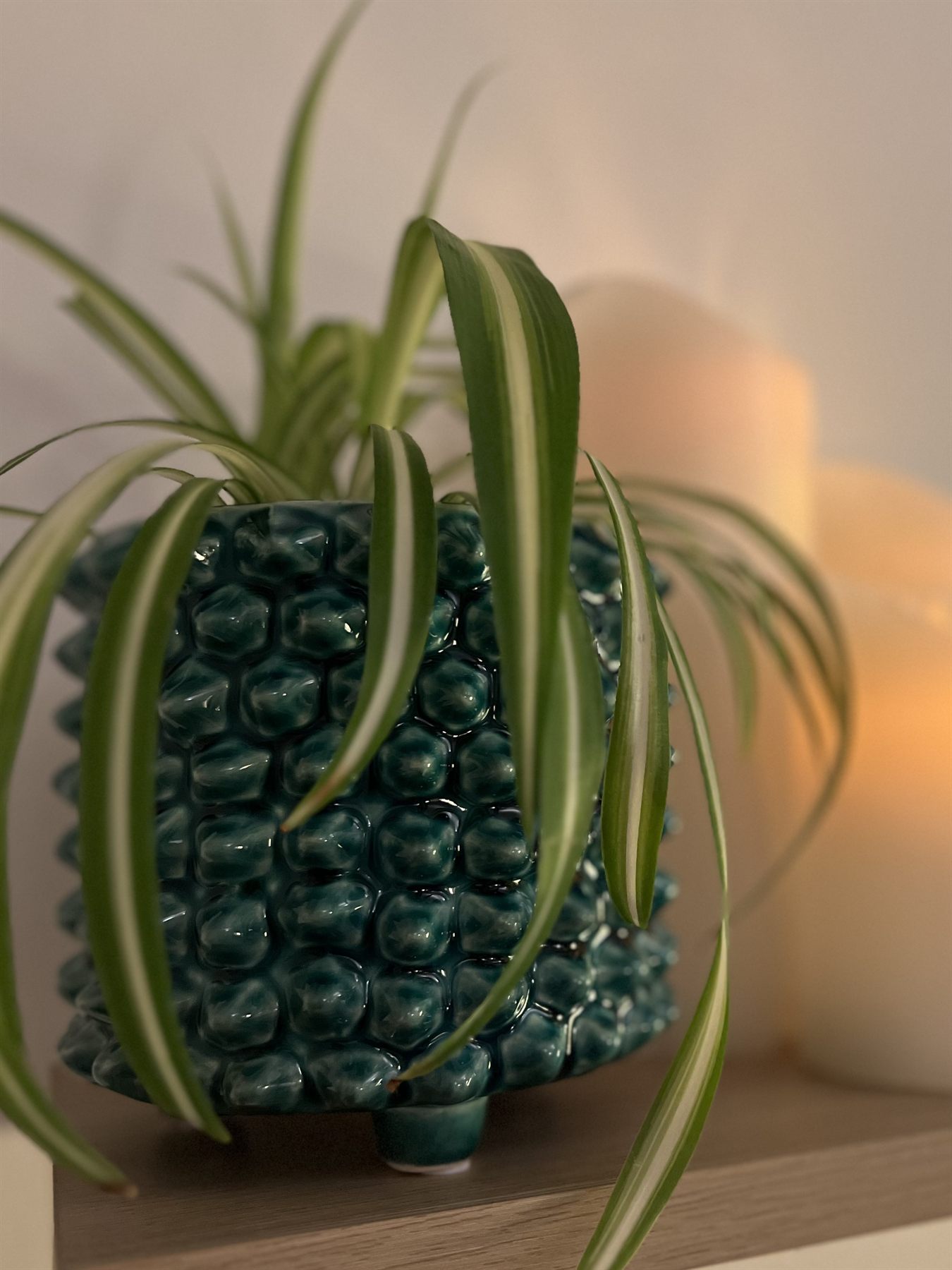 A spider plant in a textured teal pot beside lit candles